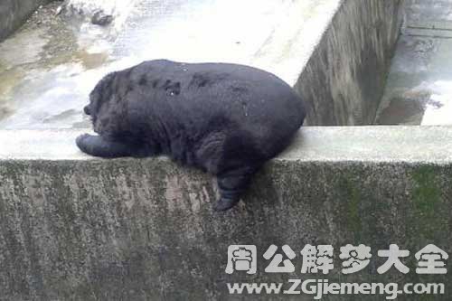 怀孕梦见大黑熊 怀孕梦见大黑熊