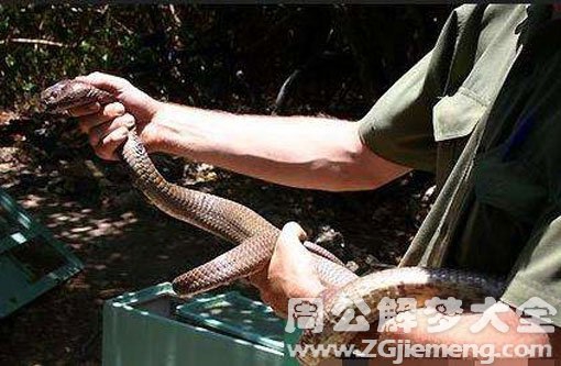 孕妇梦见别人把蛇打死 孕妇梦见别人把蛇打死