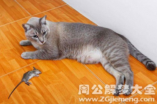 孕妇梦见杀老鼠 孕妇梦见杀老鼠