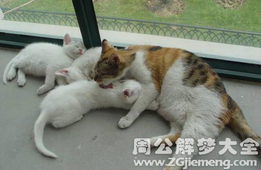 孕妇梦见生小猫 孕妇梦见生小猫