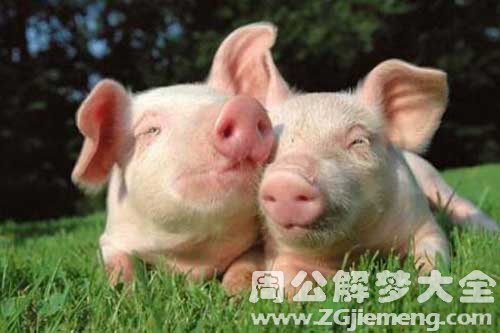 孕妇梦见养猪 孕妇梦见养猪